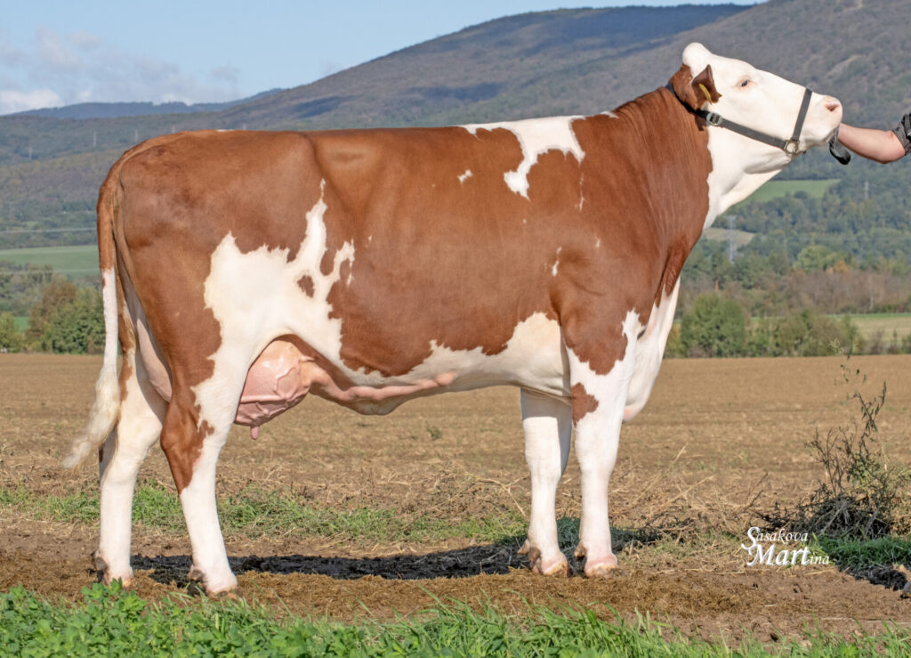 SIMMENTAL - 2024 Sampionka C SK Cerenany